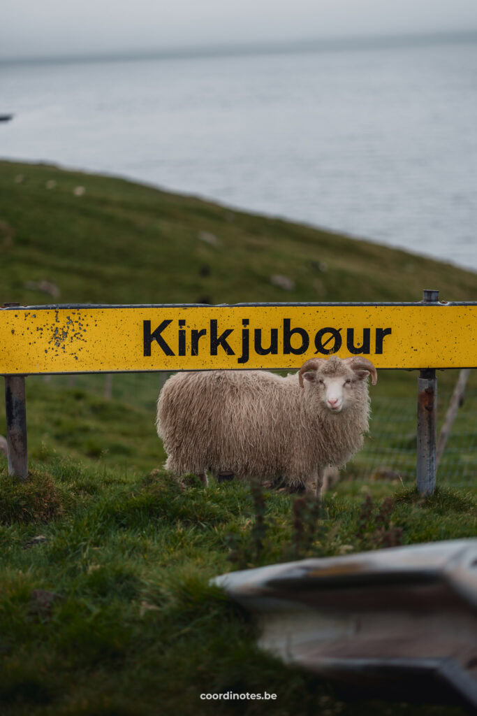 A sheep in Kirkjubøur