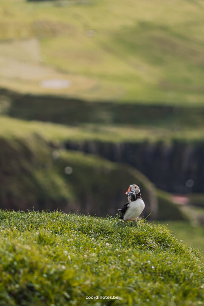 Puffin in Mykines, Faroe Islands