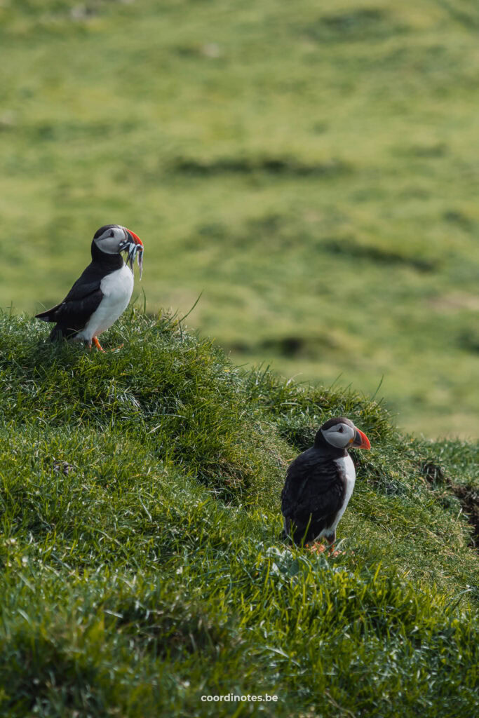 Puffin on Mykines, Faroe Islands