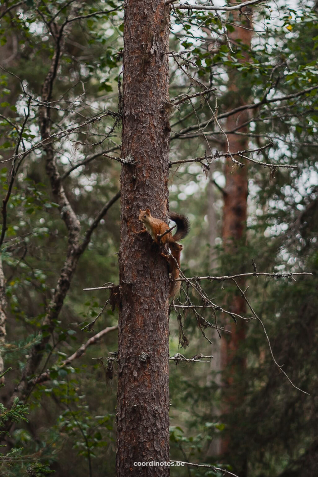 One of the many squirrels we saw when we went hiking in Lapland.