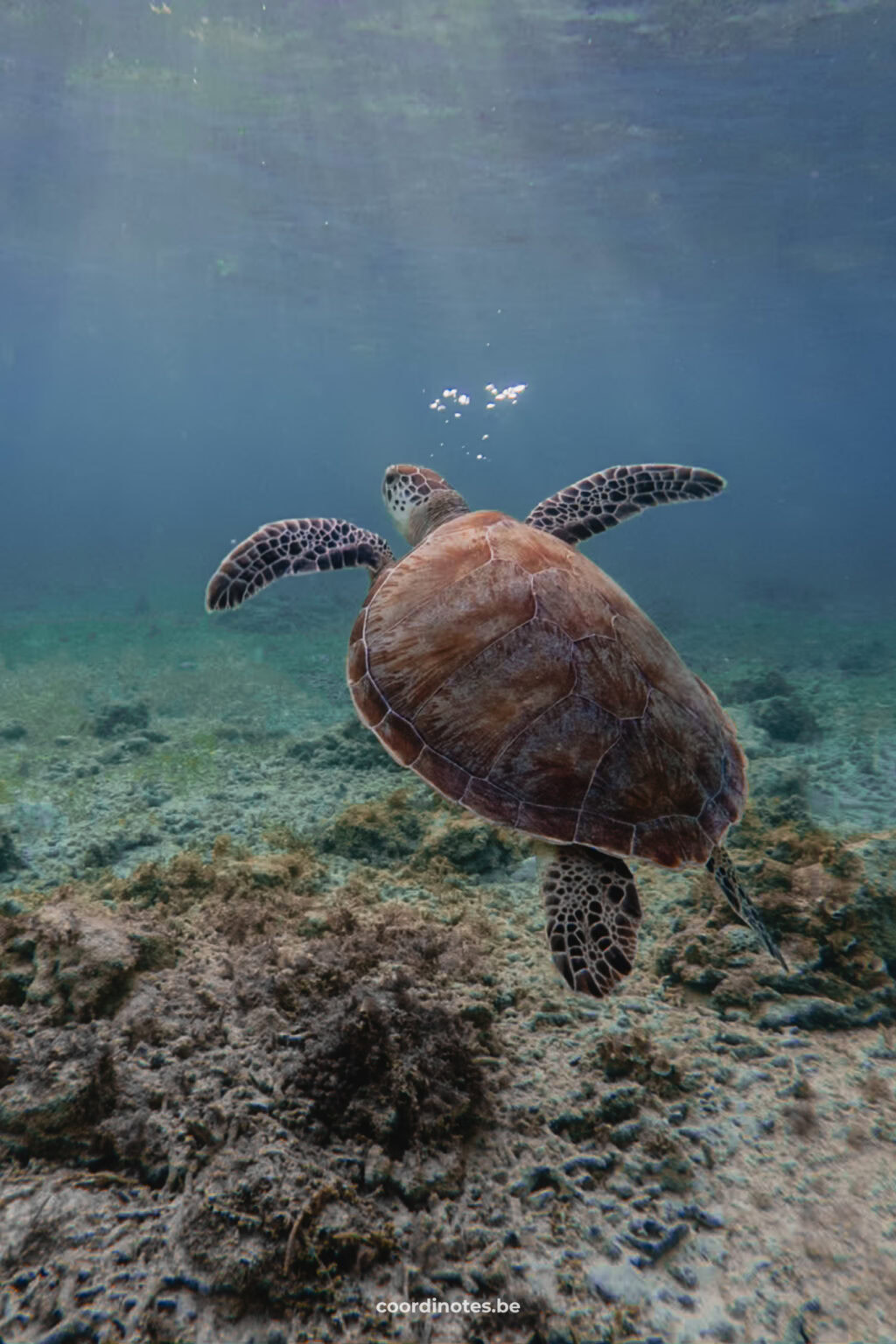 Go snorkeling with turtles