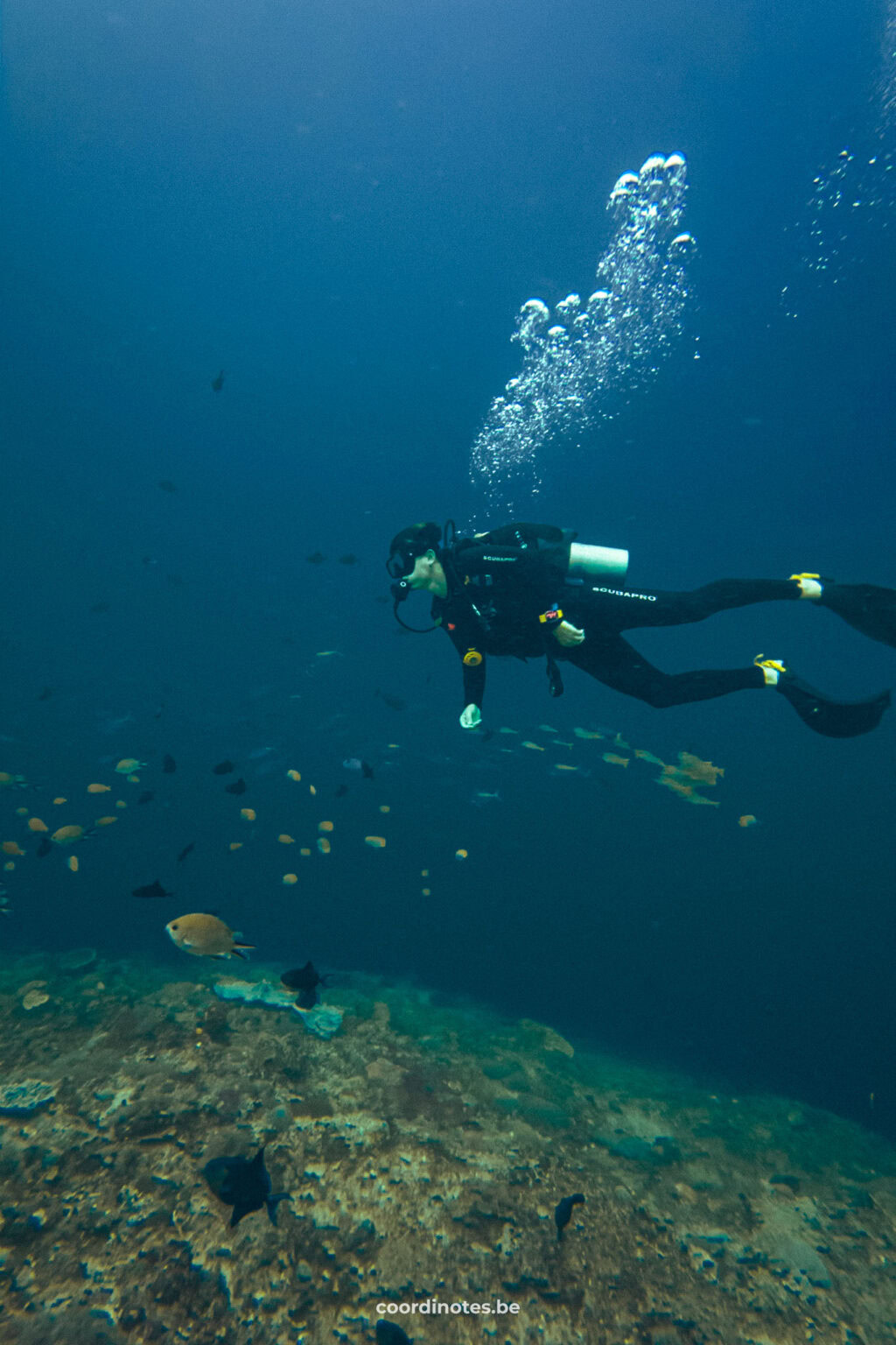 Diving in Nusa Lembongan