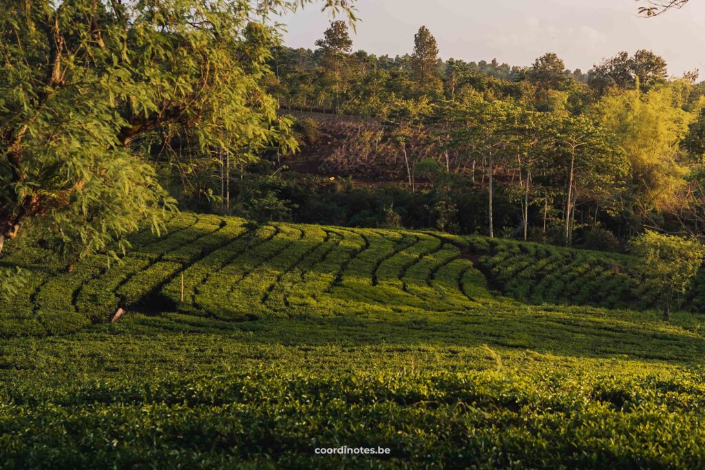 Wonosari Tea Plantation is one of the best things to do in Malang