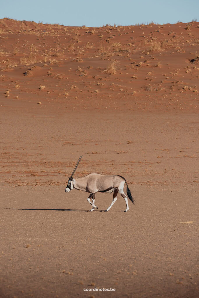 There are many Oryx in the park, so adjust your speed.