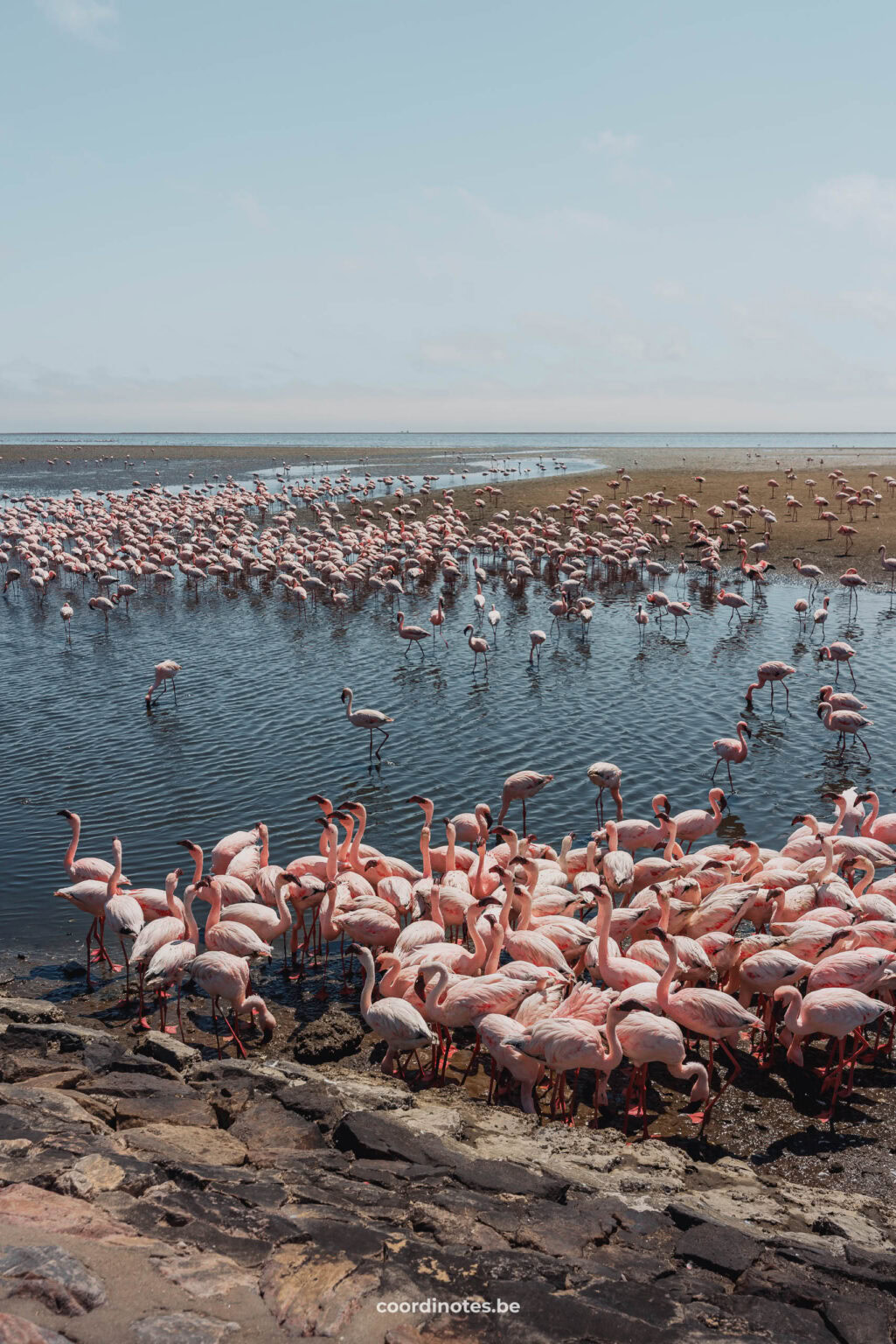 Pink Flamingos, there are thousands of them.
