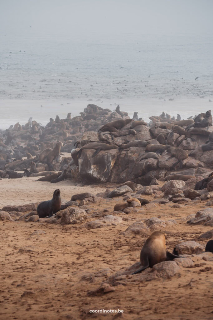 This is the largest seal colony in the world