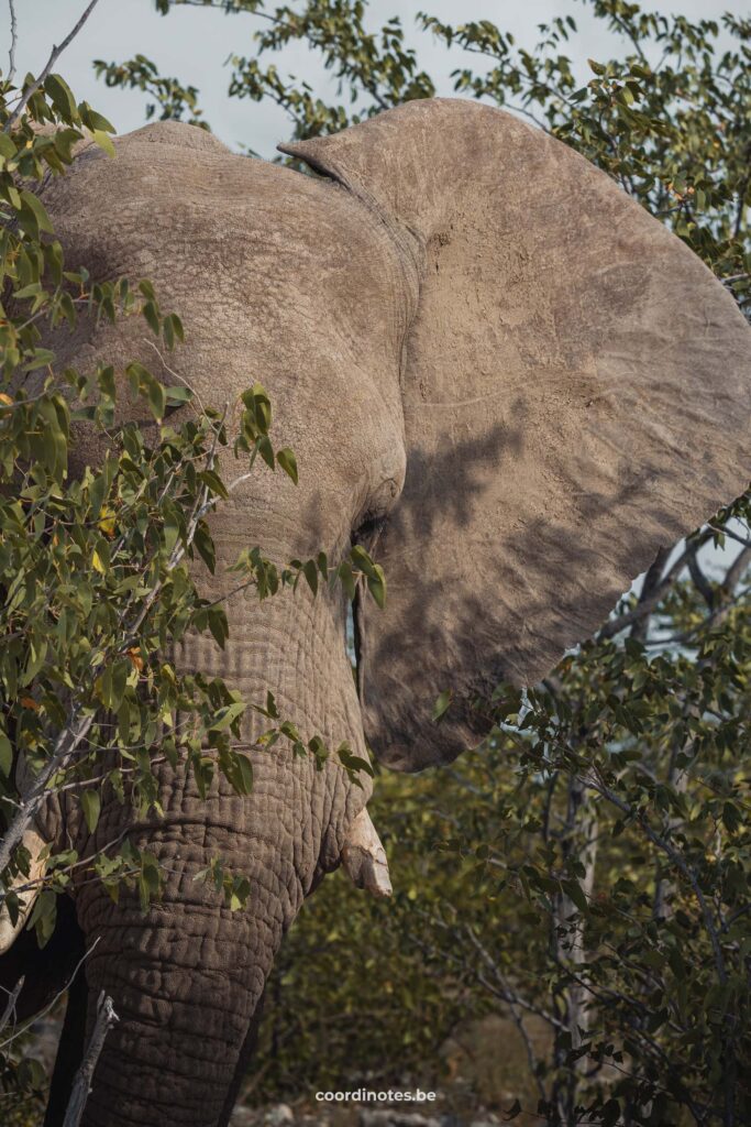 A shy elephant