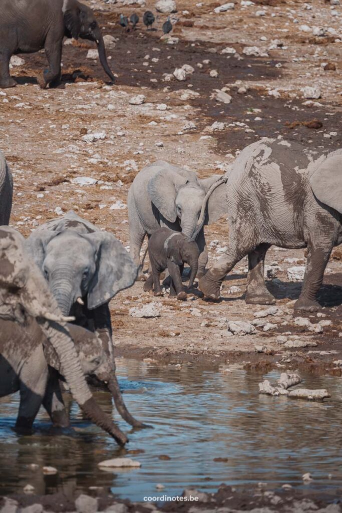 Baby Elephant in Etosha National Park