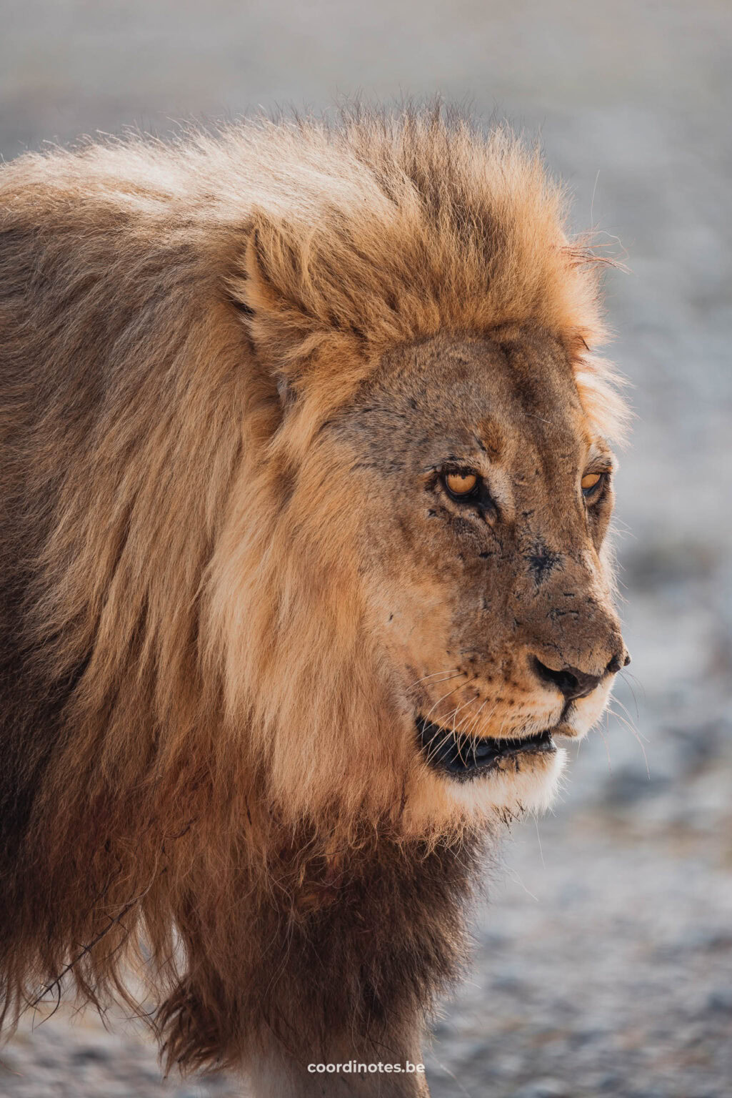 There are approximately 750 lions in Etosha, ideal to go looking for them!
