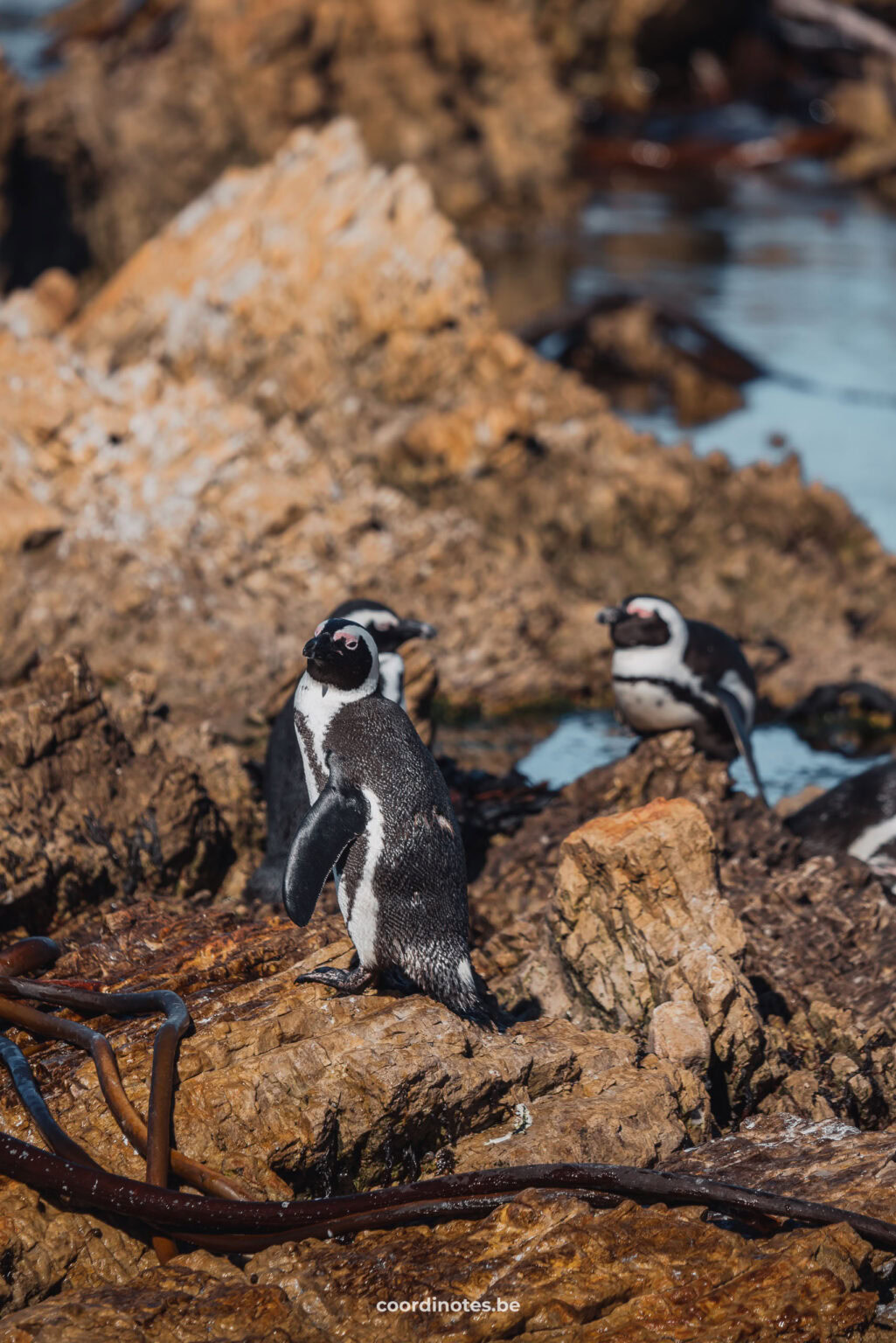 Penguins in Betty's bay
