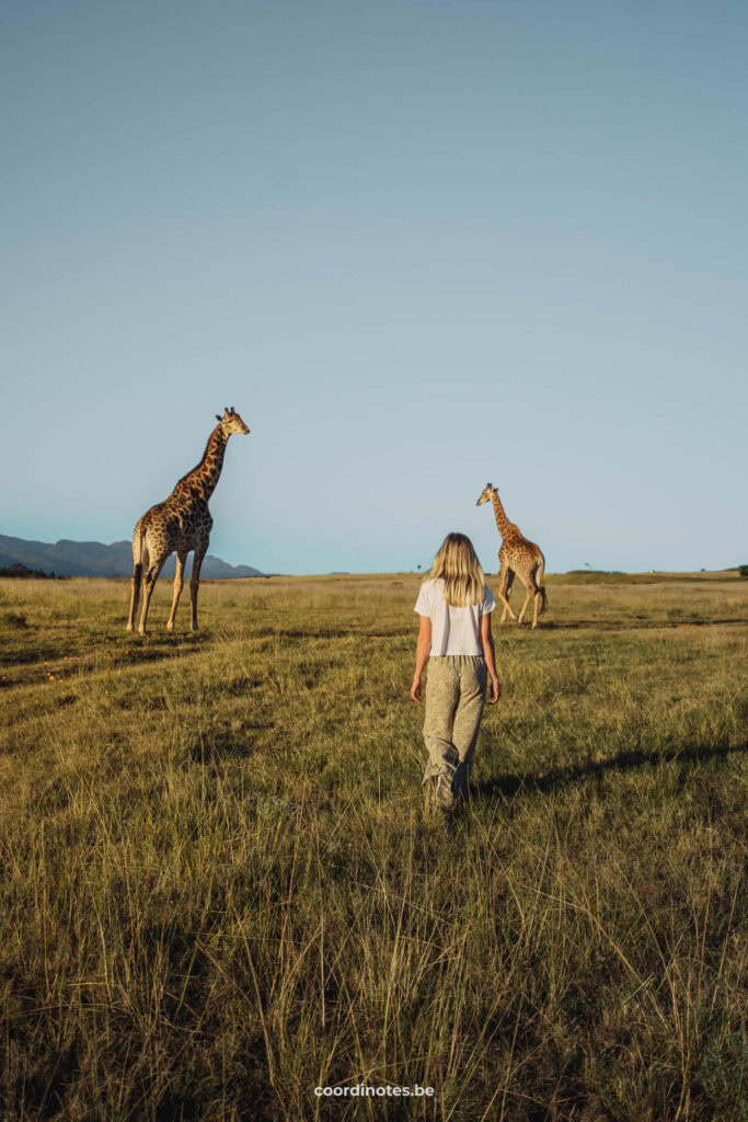 Giraffes at Kwetu Guest Farm
