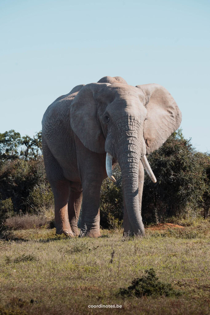 Giant male elephant in Addo