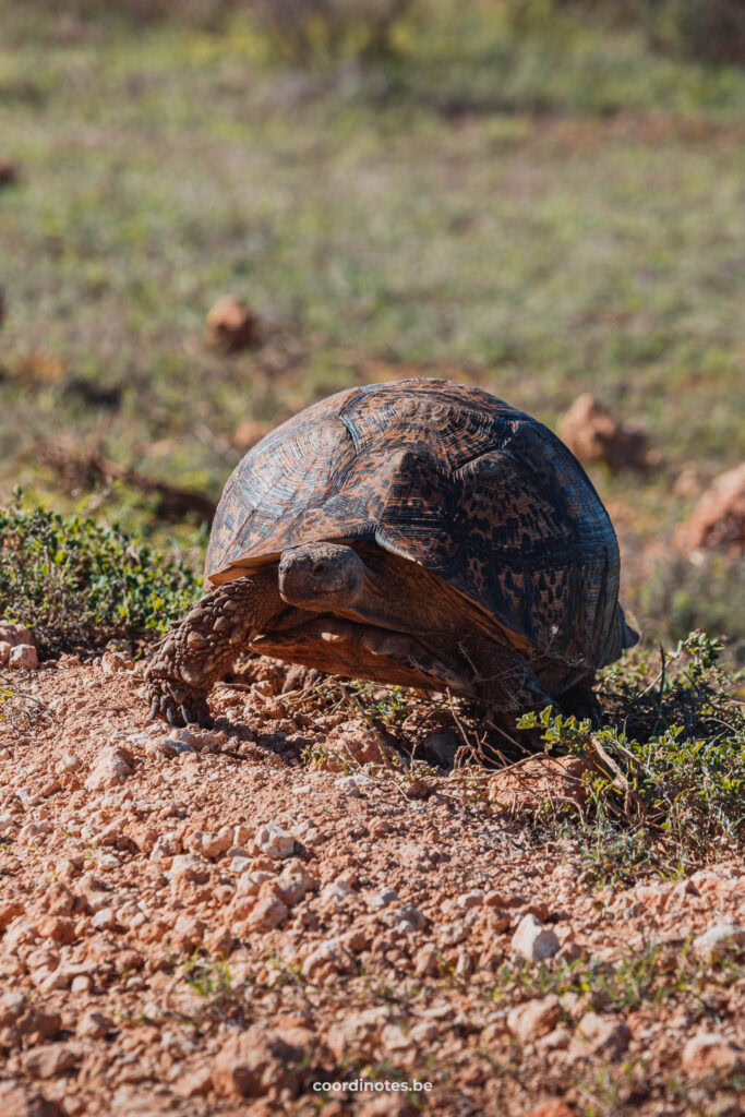 Tortoise in Addo Ellephant Park