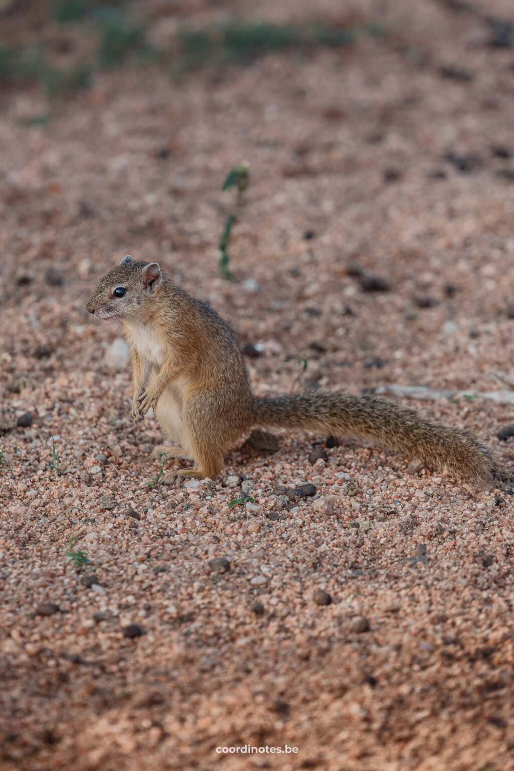 This little squirrel can also be seen in Kruger