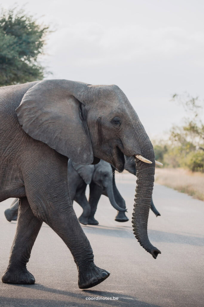 Elephant in Kruger National park