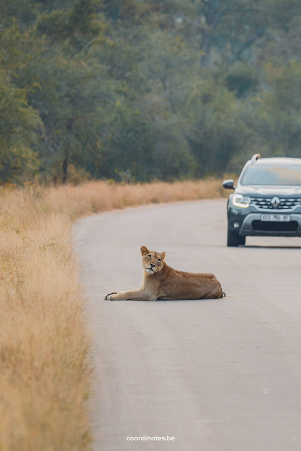 Female lion on the road in Kruger