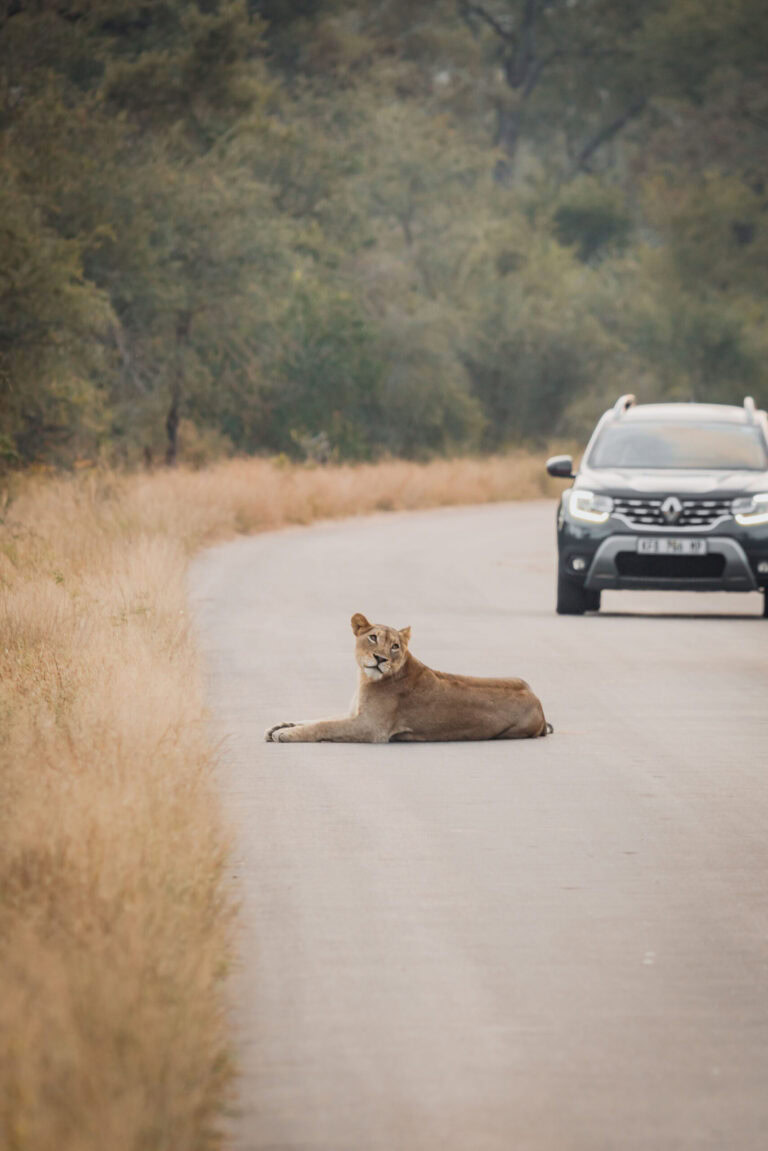 South Africa - Kruger National Park - Lion