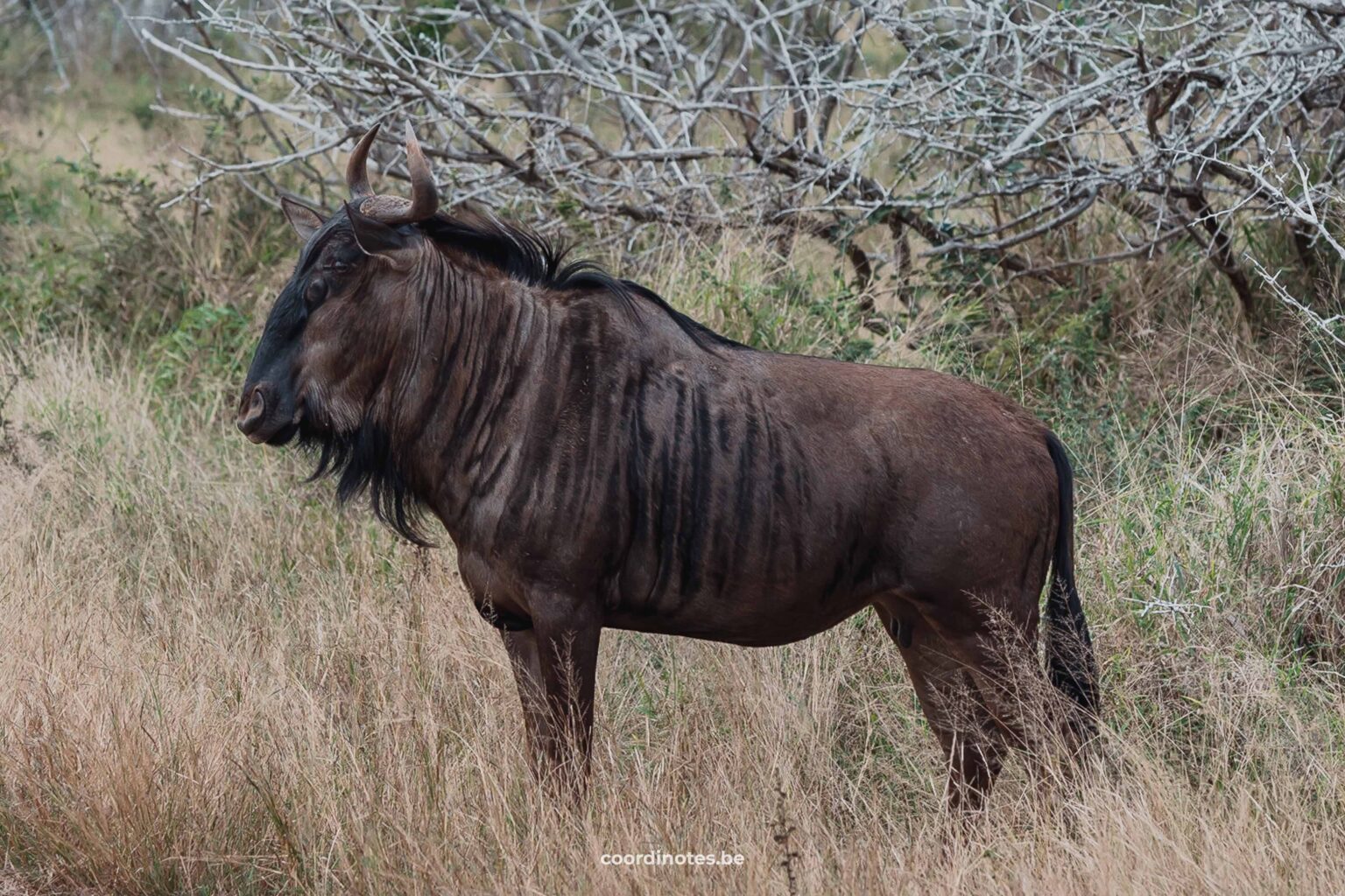 One of the many wildebeest we was when visiting Kruger National Park