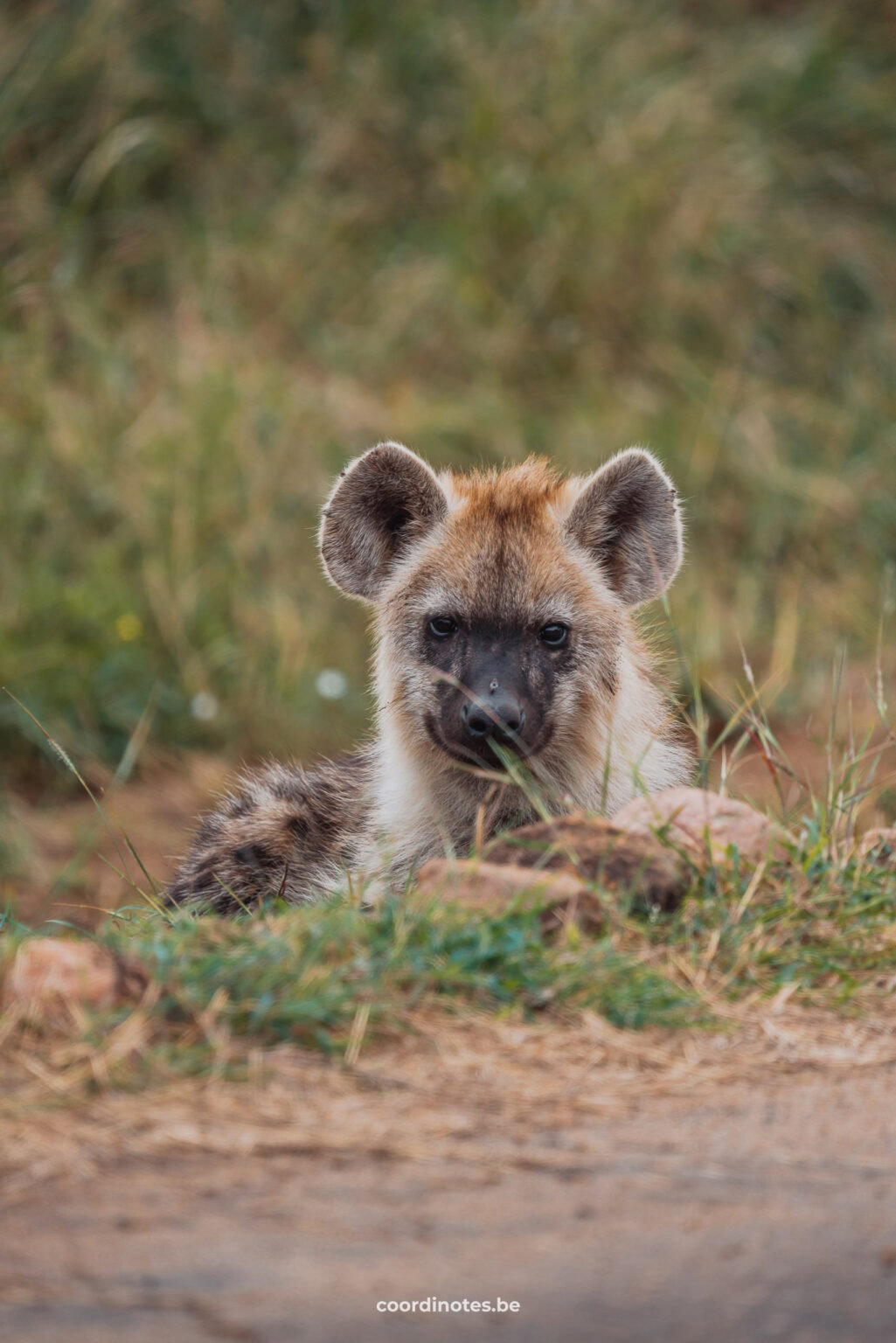 Baby hyena in Kruger National Park