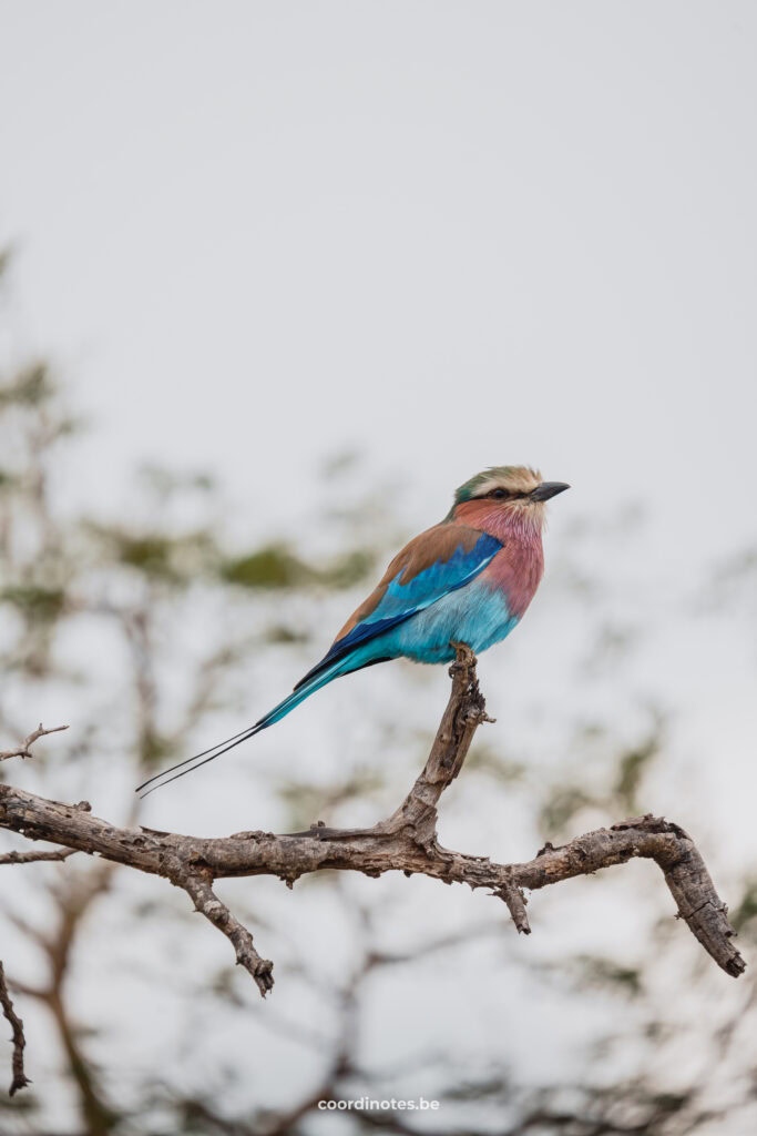 The lilac-breasted roller