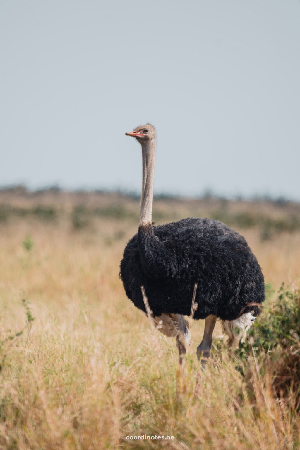Ostrich in Kruger National park