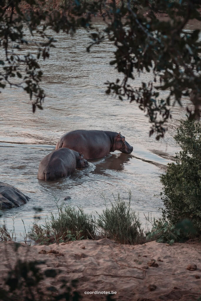 Hippos during the private game drive (Rukiya Safari Camp)