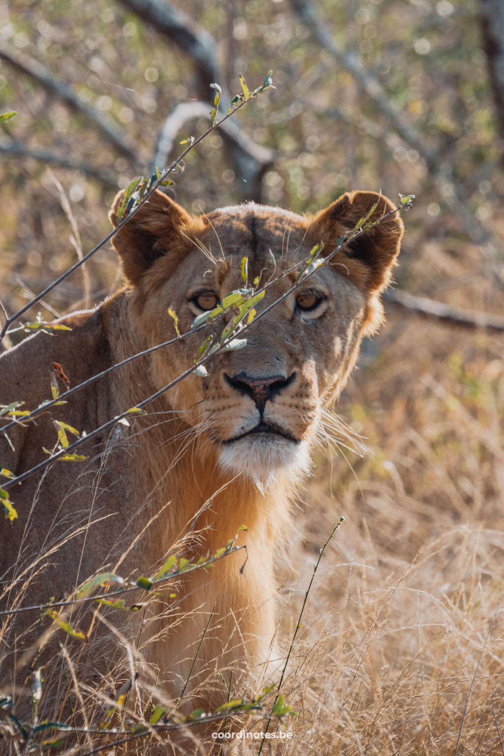 Female lion in Kruger National Park