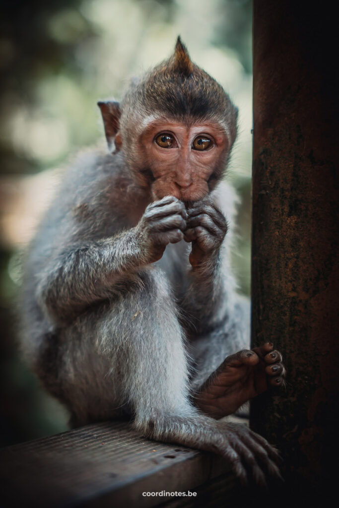 Monkey in Ubud Monkey Forest