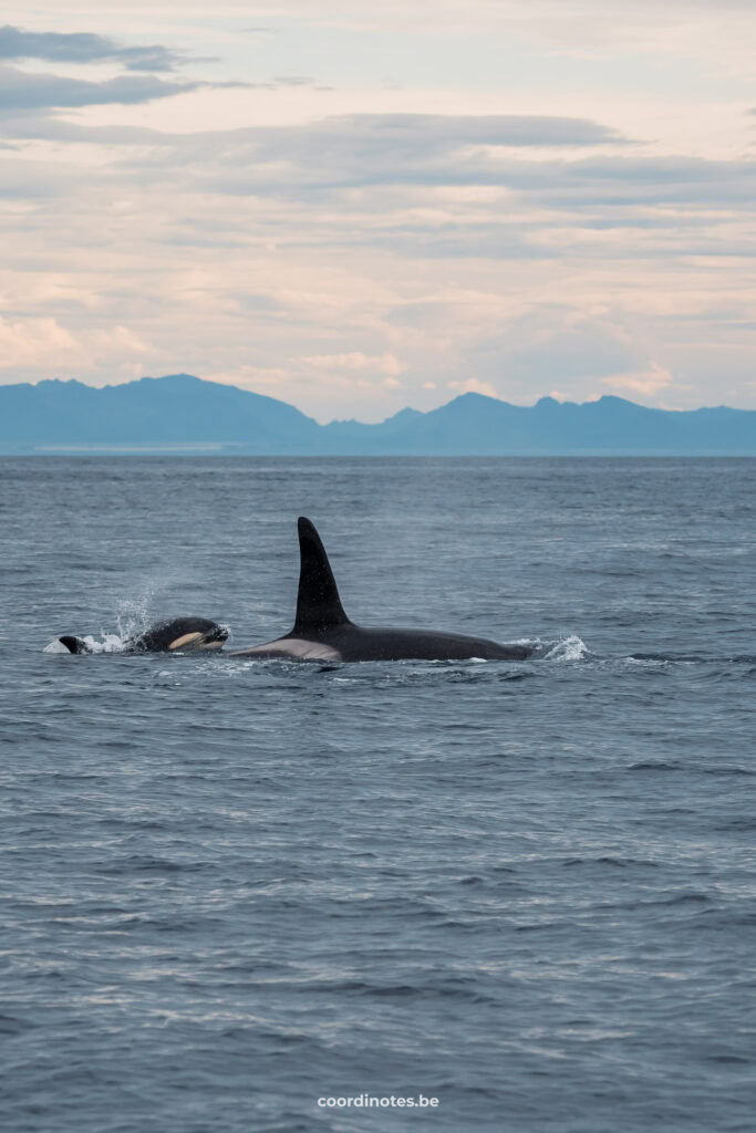 Killer whale and her baby in Andenes, Lofoten