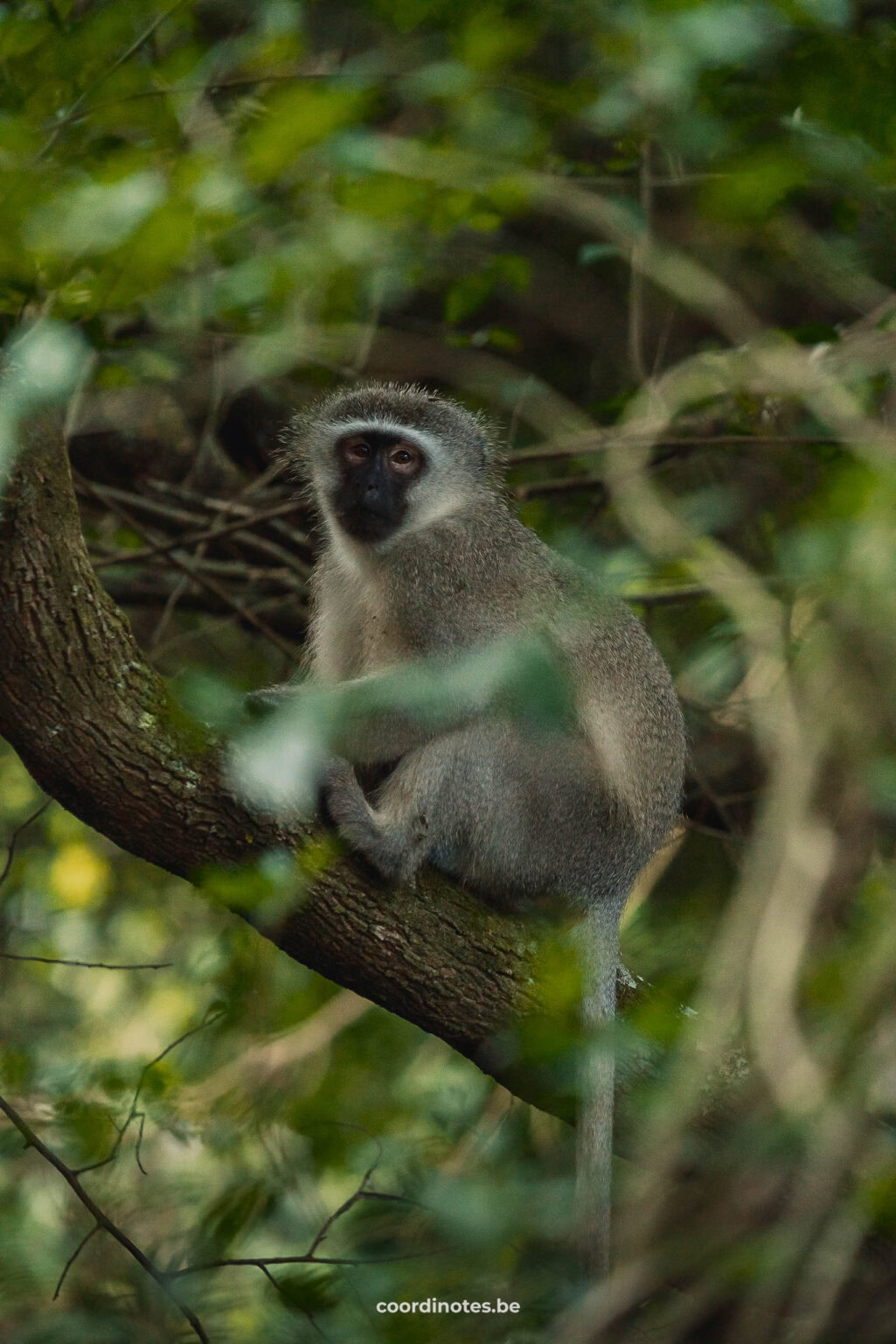 Monkey in St-Lucia