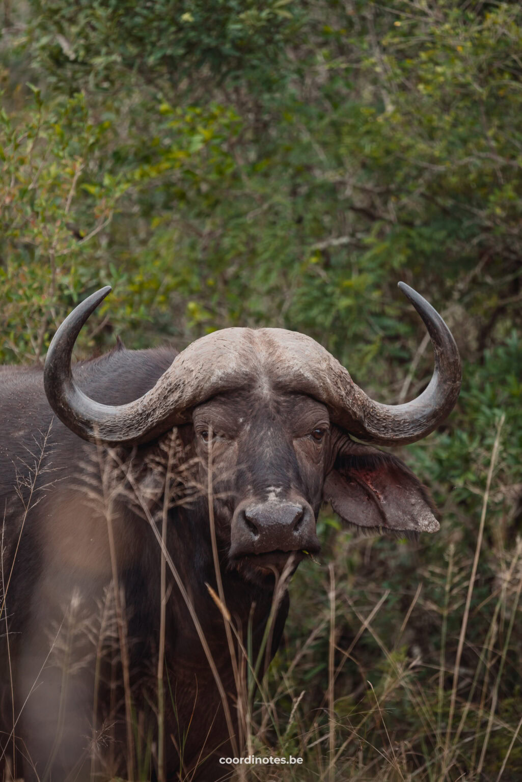 Buffalo in Hluhluwe National park