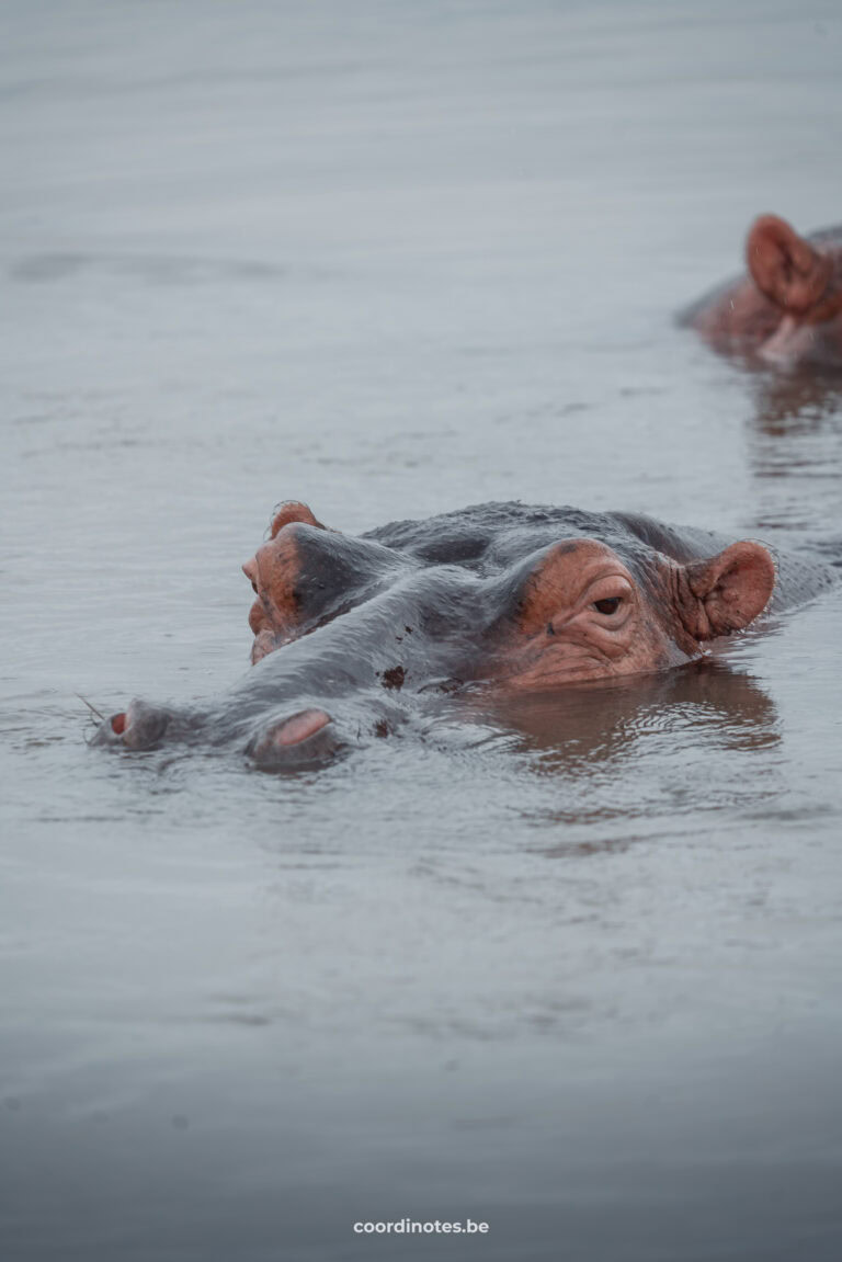 Hippo in St Lucia