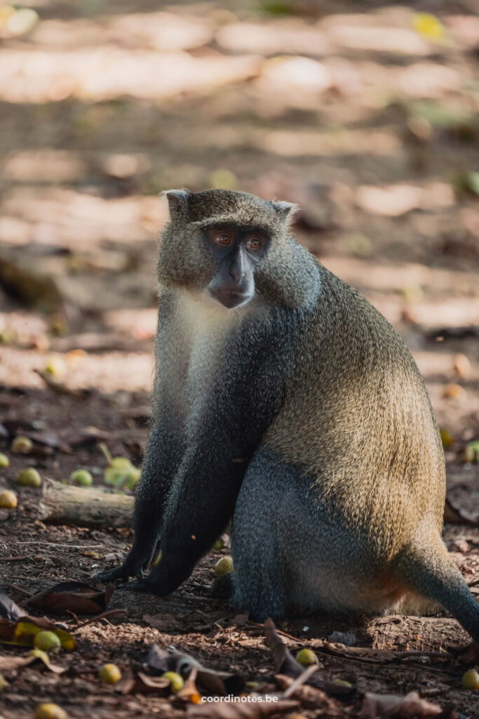 Monkey in iSimangaliso Wetland Park